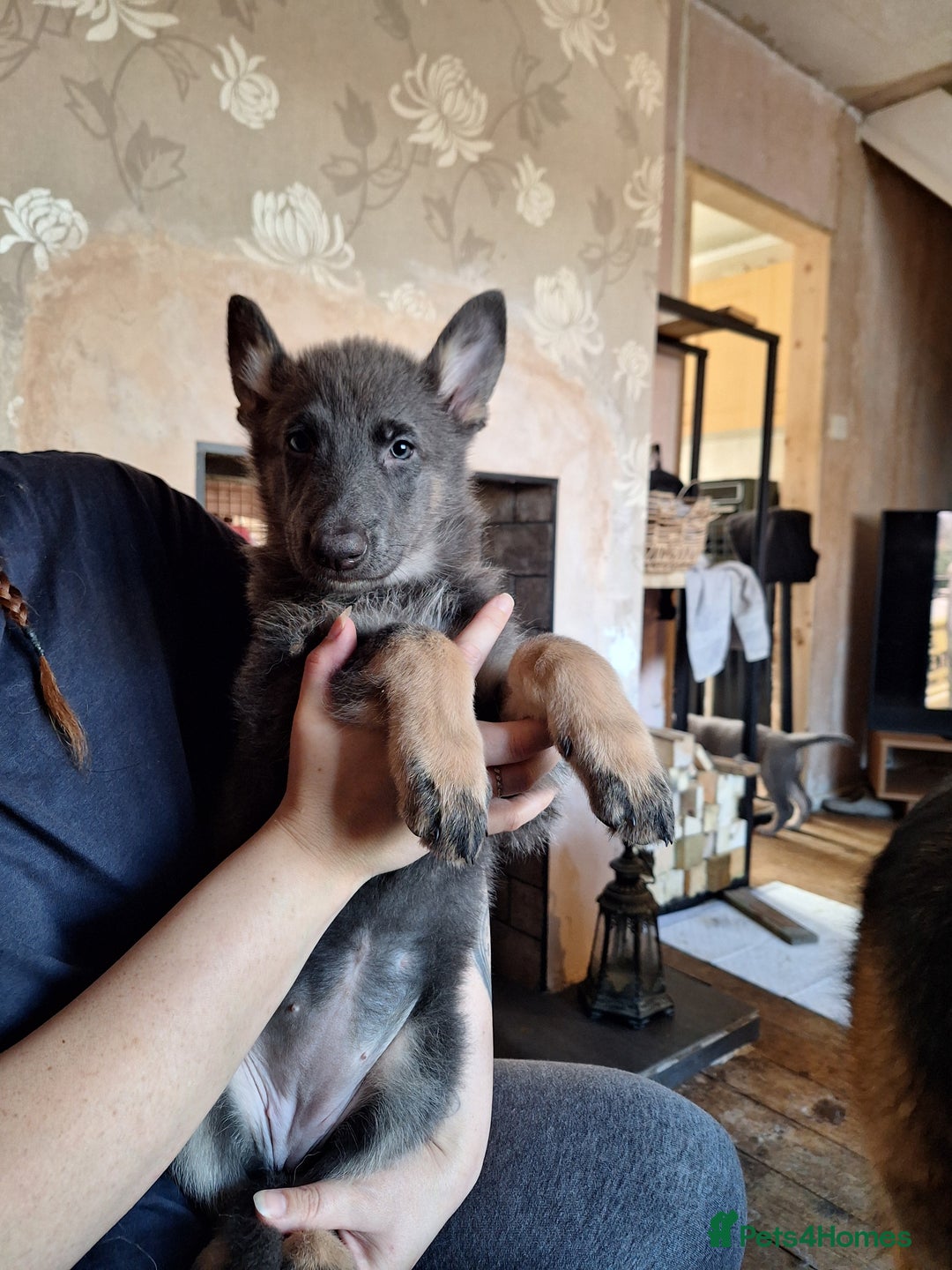 German Shepherd dogs for sale: 10 Healthy Beautiful German shepherds - Image 18