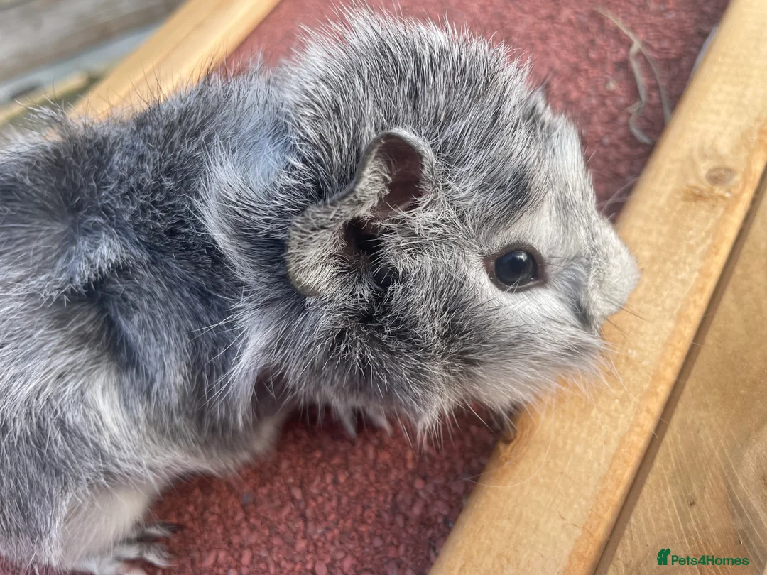 Guinea Pig rodents for sale: Baby guinea pigs for sale - Advert 4