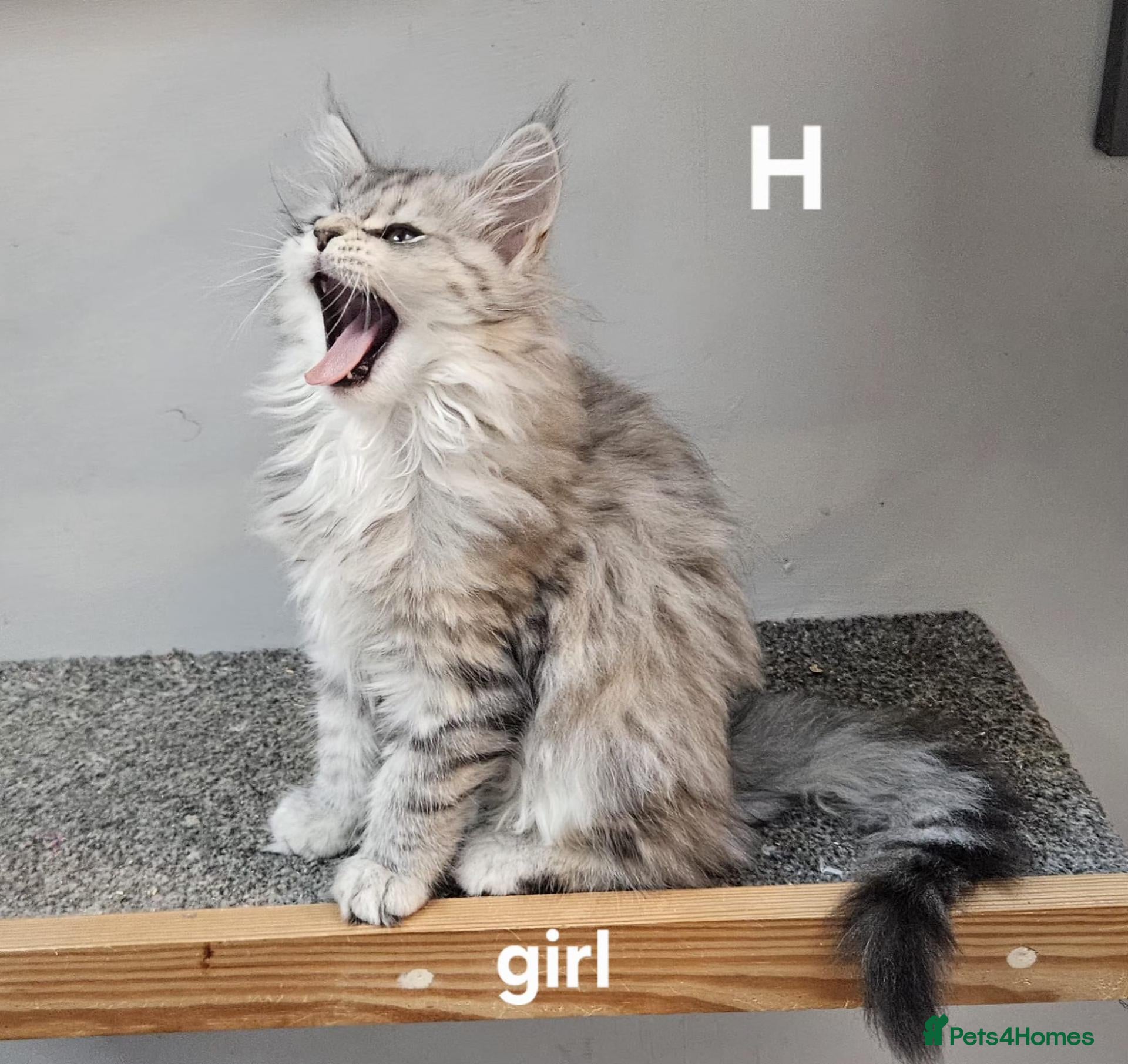 Maine Coon cats for sale: Large Maine Coon kittens regd European bloodline - Advert 22