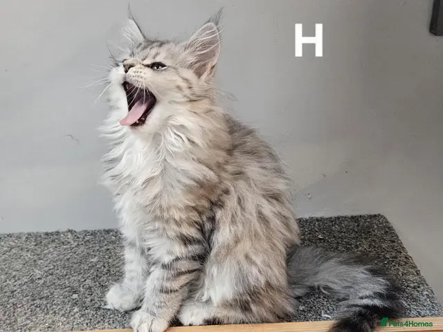 Maine Coon cats for sale: Large Maine Coon kittens regd European bloodline - Advert 22