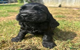 Cocker Spaniel dogs for sale: Outstanding quality show cockers  - Image 4
