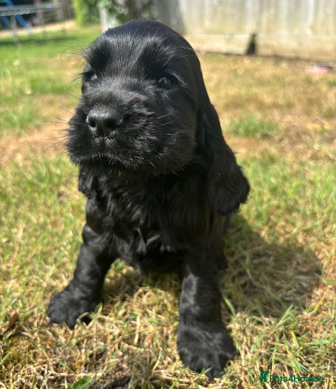 Cocker Spaniel dogs for sale: Outstanding quality show cockers  - Image 4