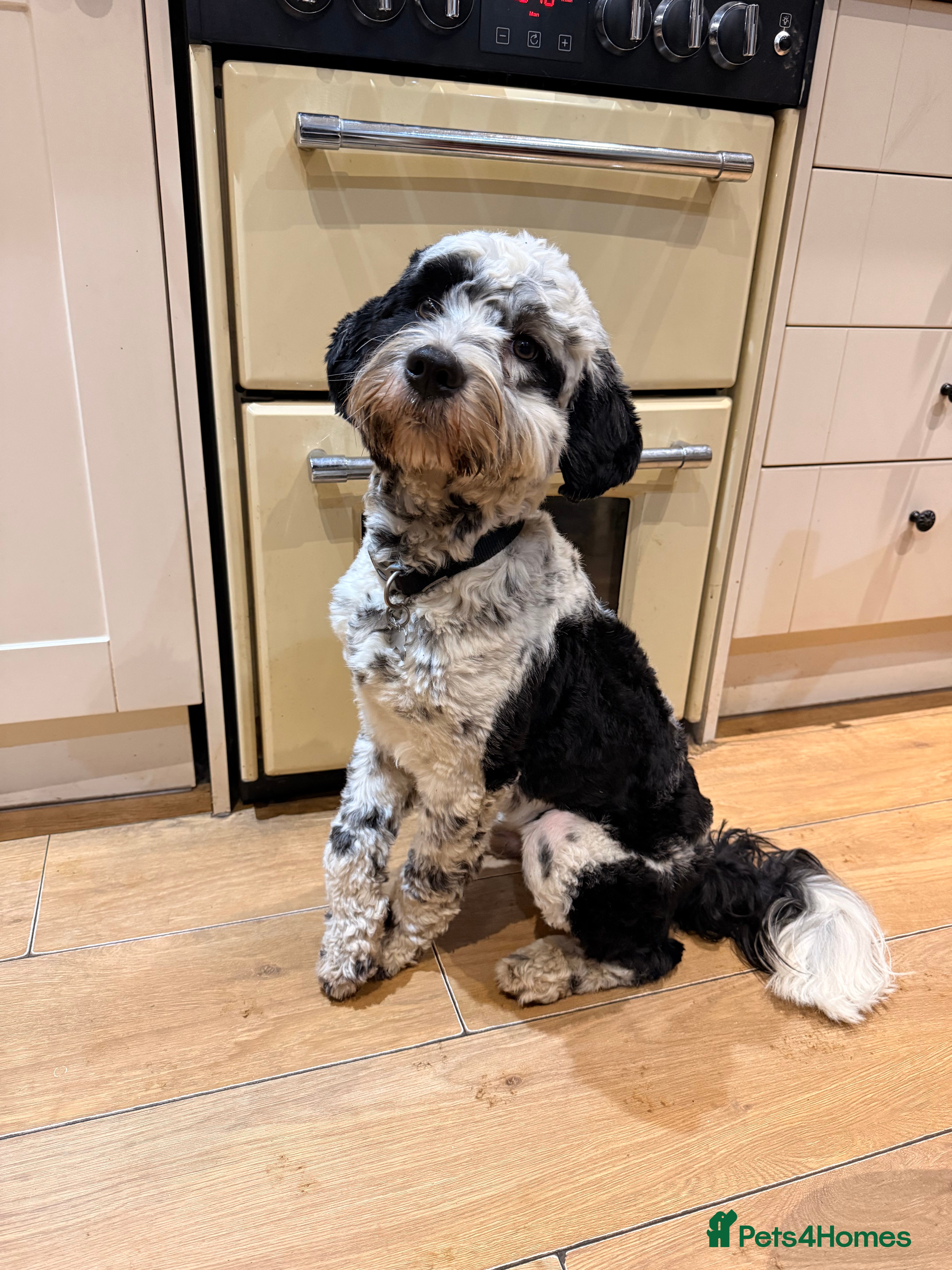 Tibetan Terrier dogs 1 year old Tibetan Terrier Boy - Advert 1