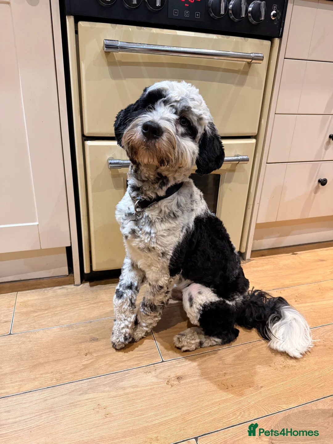 Tibetan Terrier dogs for sale: 1 year old Tibetan Terrier Boy - Advert 1
