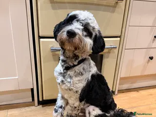 Tibetan Terrier dogs 1 year old Tibetan Terrier Boy - Advert 1