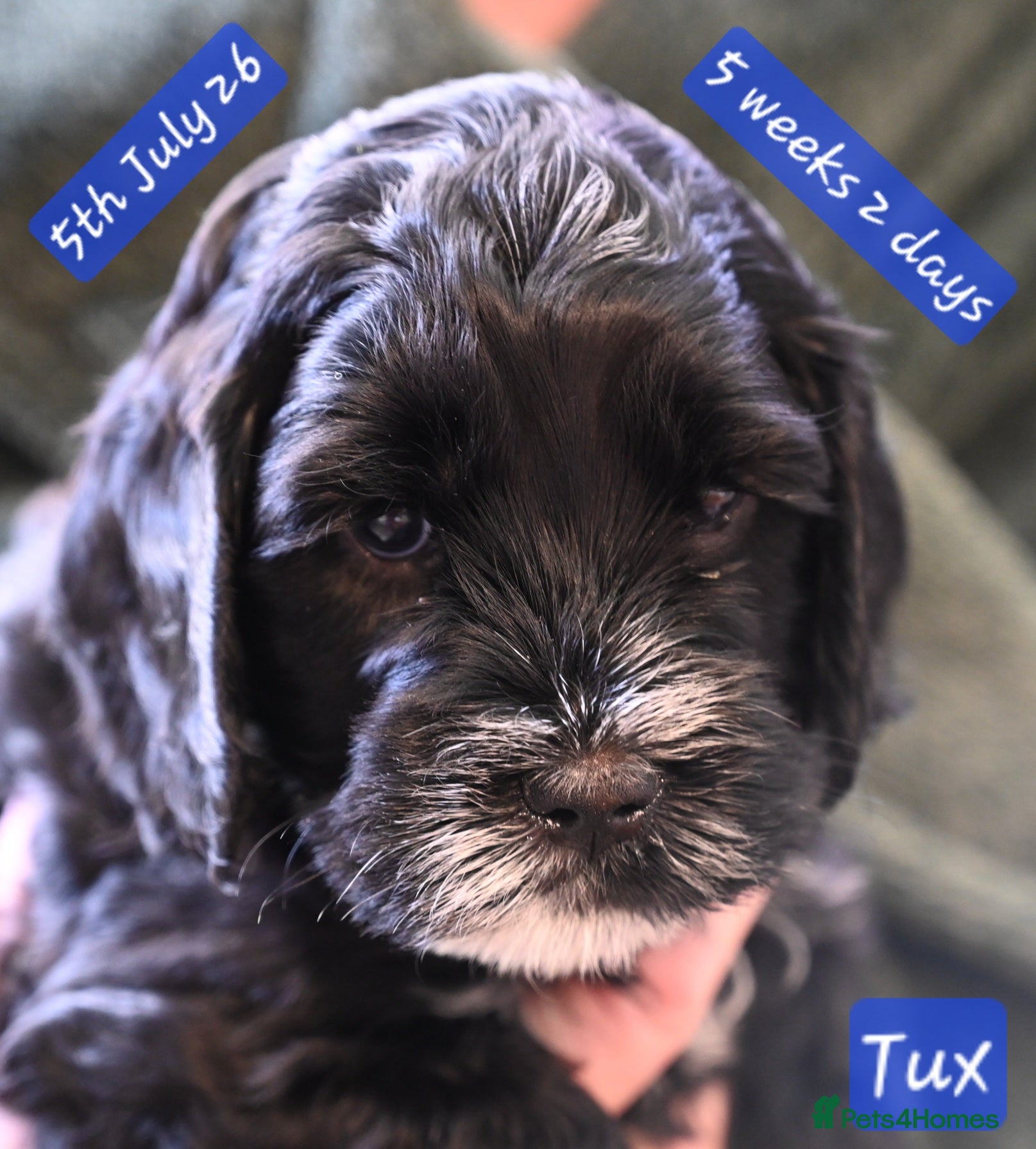 Cockapoo dogs 🐾F2 Cockapoos Puppies Wiltshire💗💗💗💙💙 - Advert 2