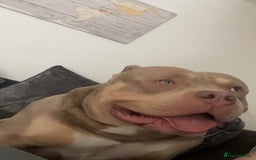 American Bully dogs for sale: Extraordinary Pocket Bully pups - Advert 5