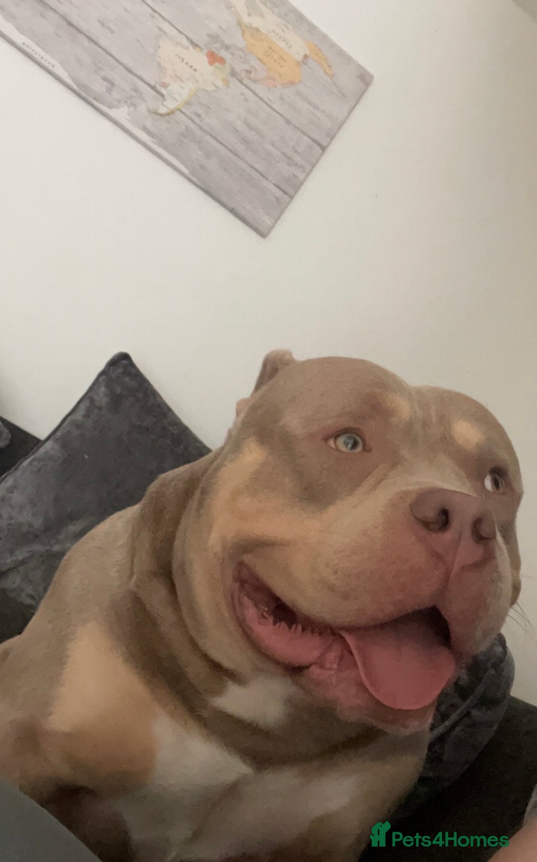 American Bully dogs for sale: Extraordinary Pocket Bully pups - Advert 5