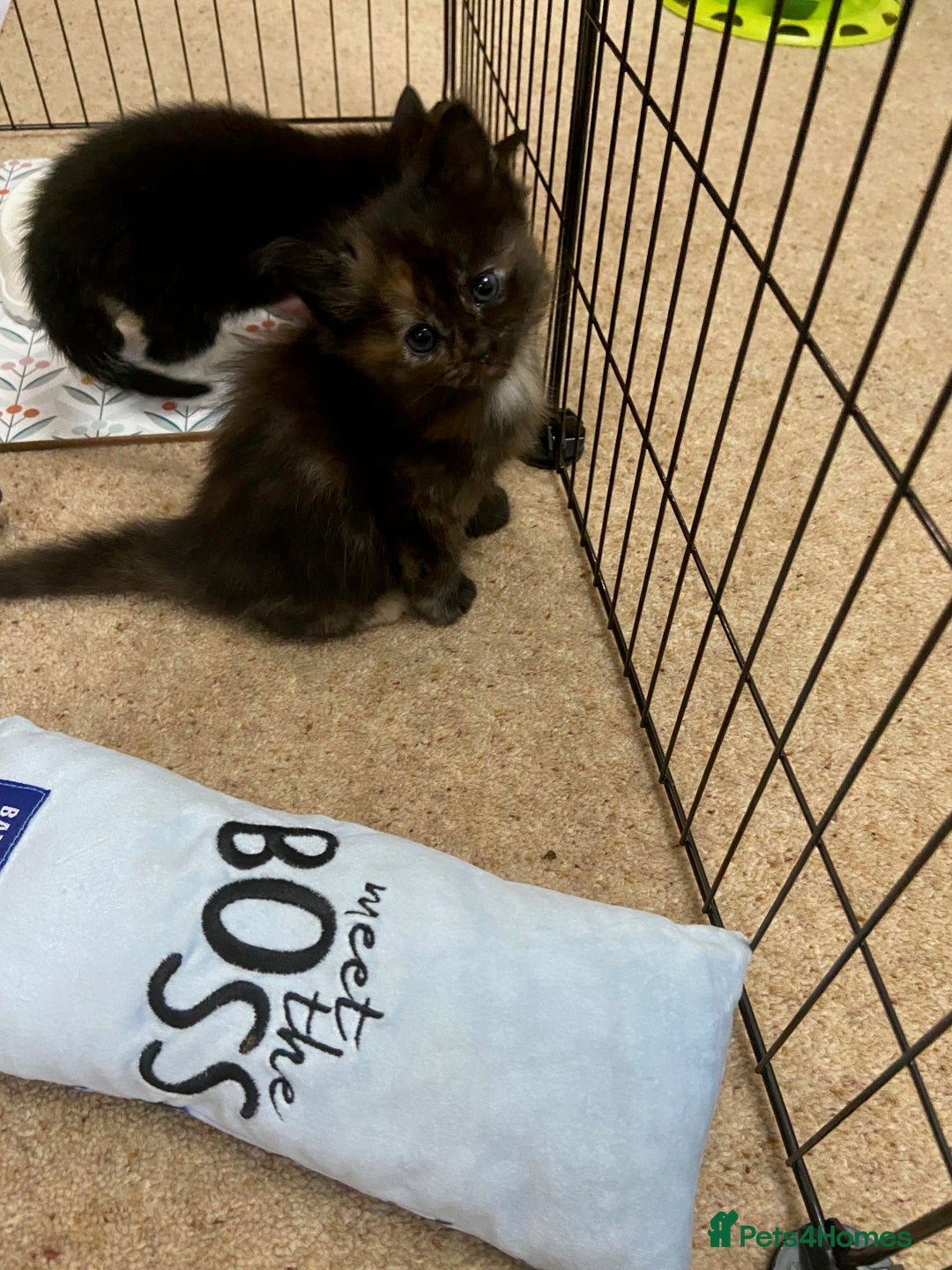 Mixed Breed cats for sale: Mixed kittens ready to go early december - Image 15