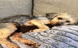 Yorkiepoo dogs for sale: Health Tested Chocolate Brown Yorkipoo  - Advert 1