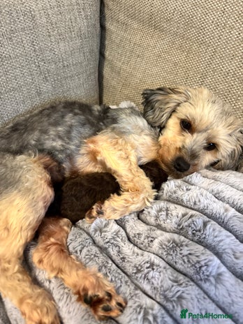 Yorkiepoo dogs Health Tested Chocolate Brown Yorkipoo - Advert 1