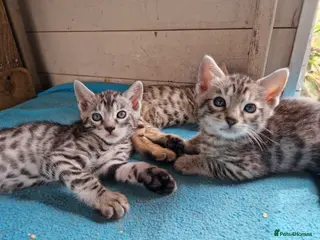 Mixed Breed cats 7/8ths Bengal, 1/8th Siamese kittens - Advert 4