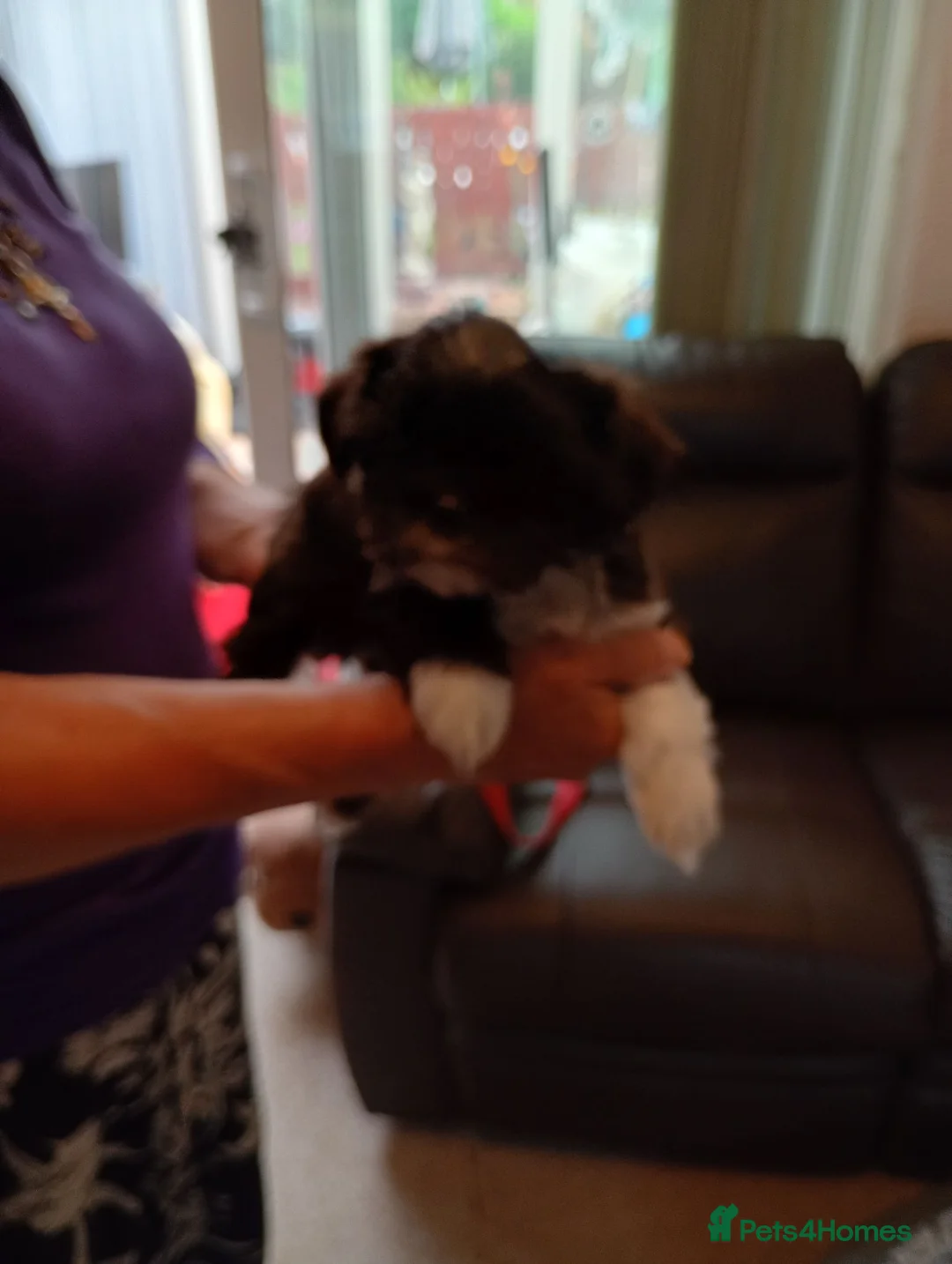 Shih Tzu dogs for sale: Shih tzu puppies for sale  - Advert 2
