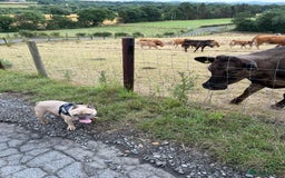 French Bulldog dogs for sale: Rooney/ French bulldog for sale - Image 3