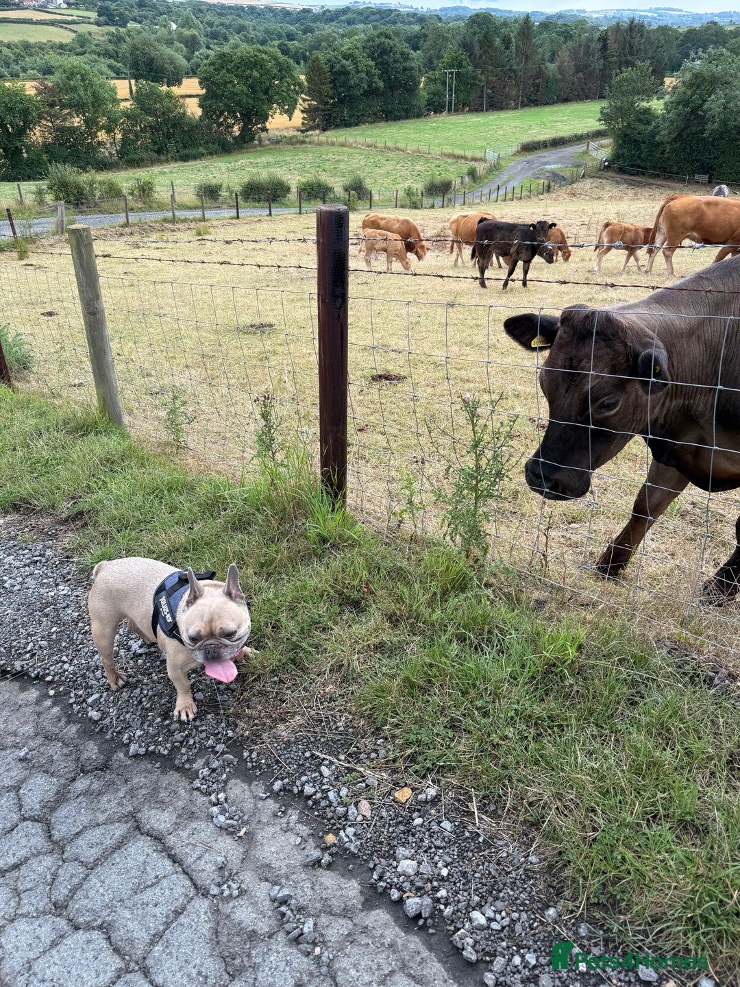 French Bulldog dogs for sale: Rooney/ French bulldog for sale - Image 3
