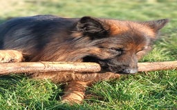 German Shepherd dogs for stud: Best blood stud - Image 11