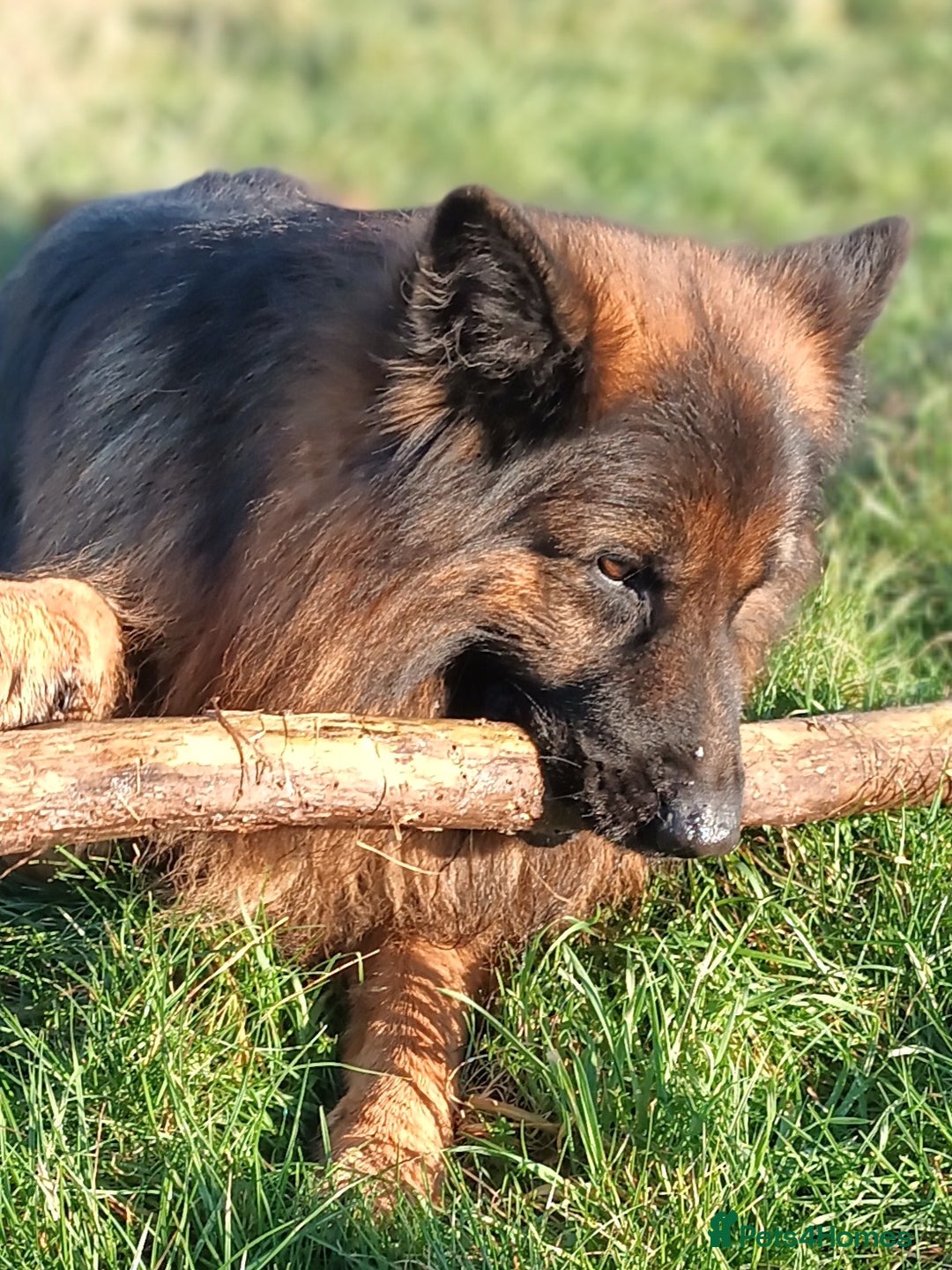 German Shepherd dogs for stud: Best blood stud - Image 11
