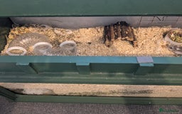 Hamster rodents for sale: Hamster - Image 3