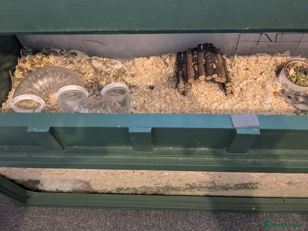 Hamster rodents for sale: Hamster - Image 3