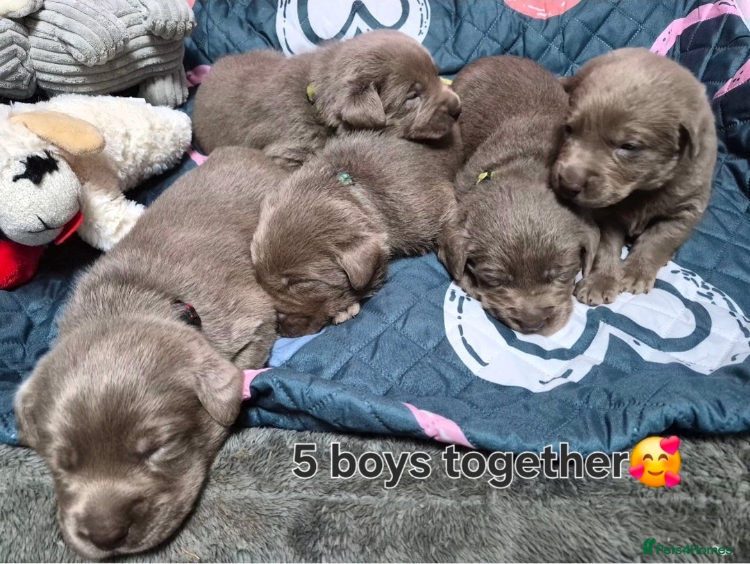 Labrador Retriever dogs for sale: 💎 Stunning Litter of 8 Silver Labradors 💎 - Advert 12