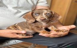 Dachshund dogs for sale: Miniature dachshund puppies  - Image 5