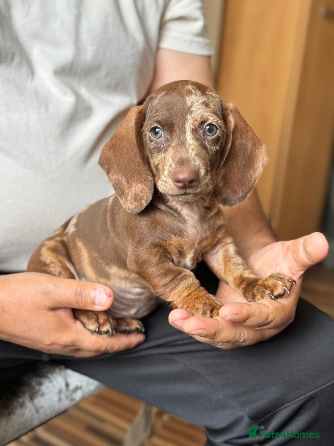 Dachshund dogs for sale: Miniature dachshund puppies  - Image 5
