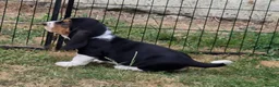 Basset Hound dogs for sale: KC BASSET HOUND PUPPIES  - Advert 32