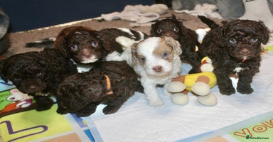 Cockapoo dogs - Advert 3