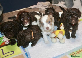 Cockapoo dogs - Advert 2