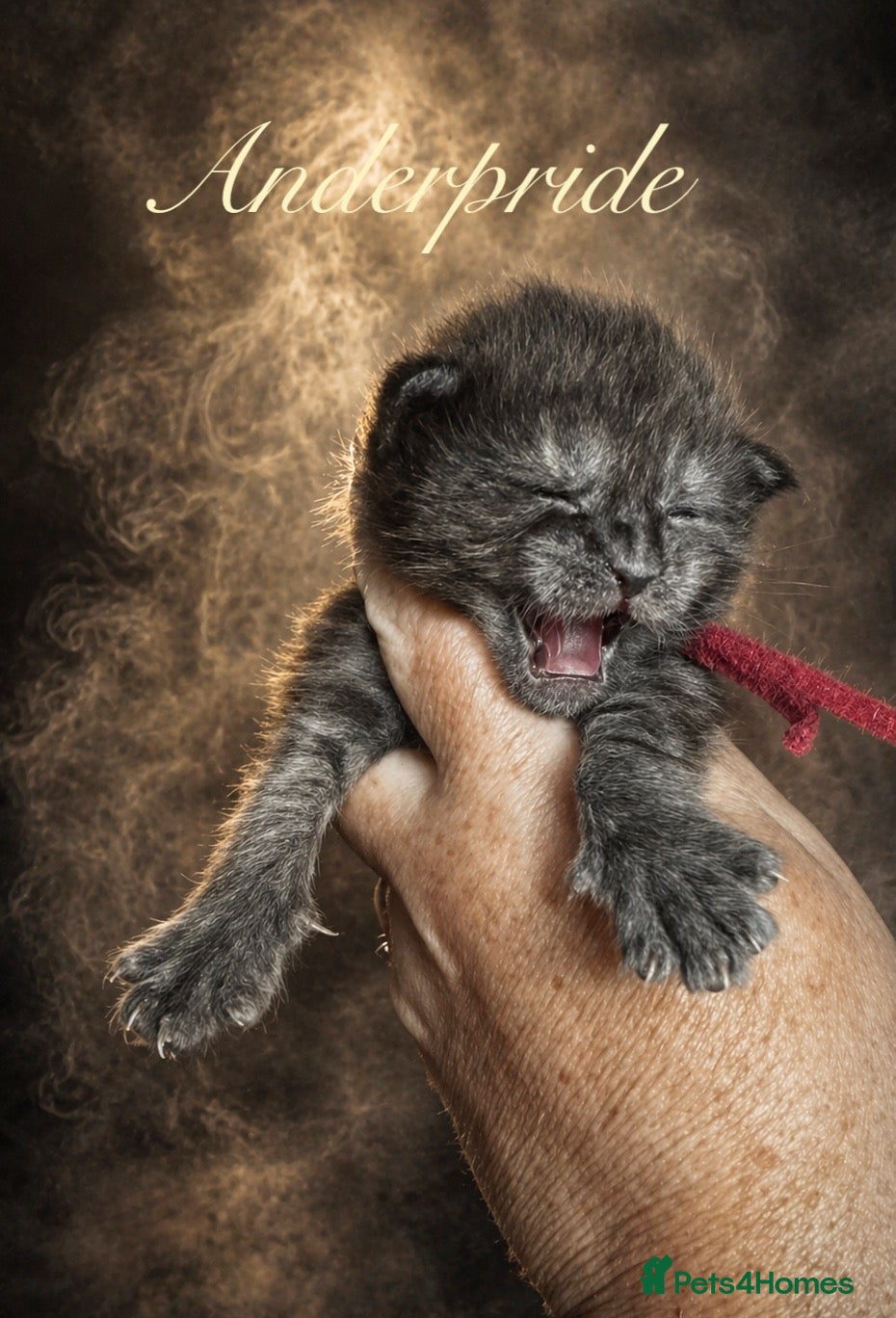 Maine Coon cats Anderpride kittens have arrived 📣.  - Advert 2