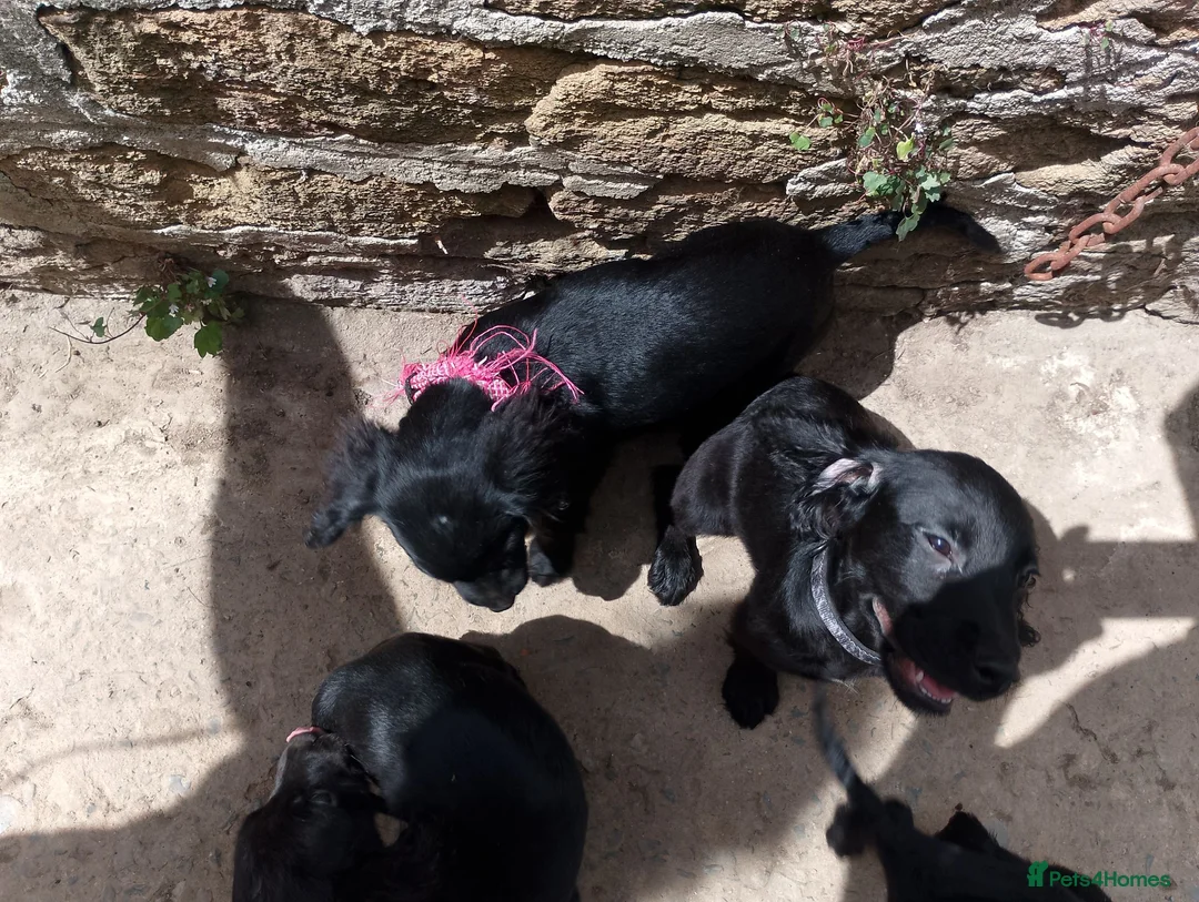 Mixed Breed dogs for sale: Mixed cocker spaniel puppies  - Advert 2
