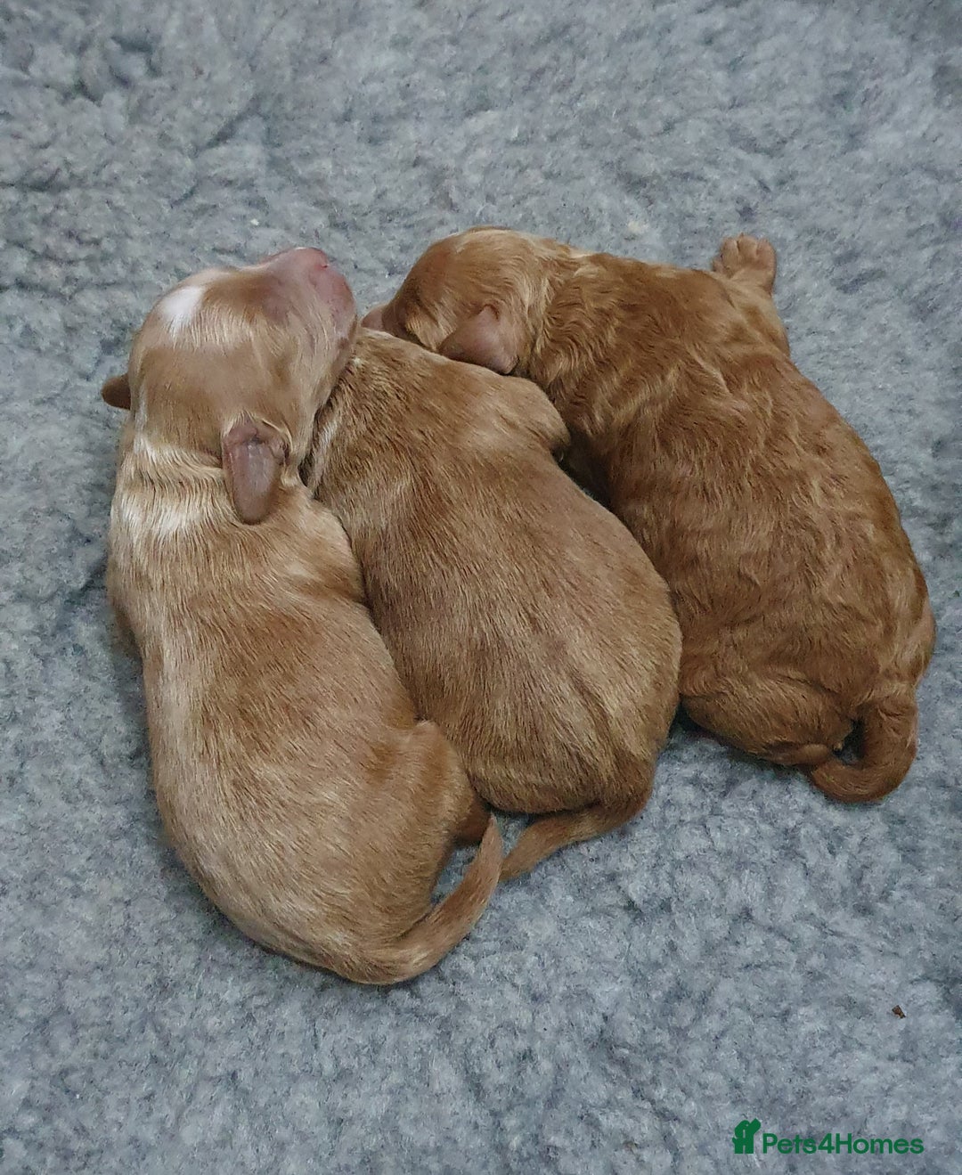 Cockapoo dogs for sale: Top quality F1b Toy Cockapoo puppies - Advert 18