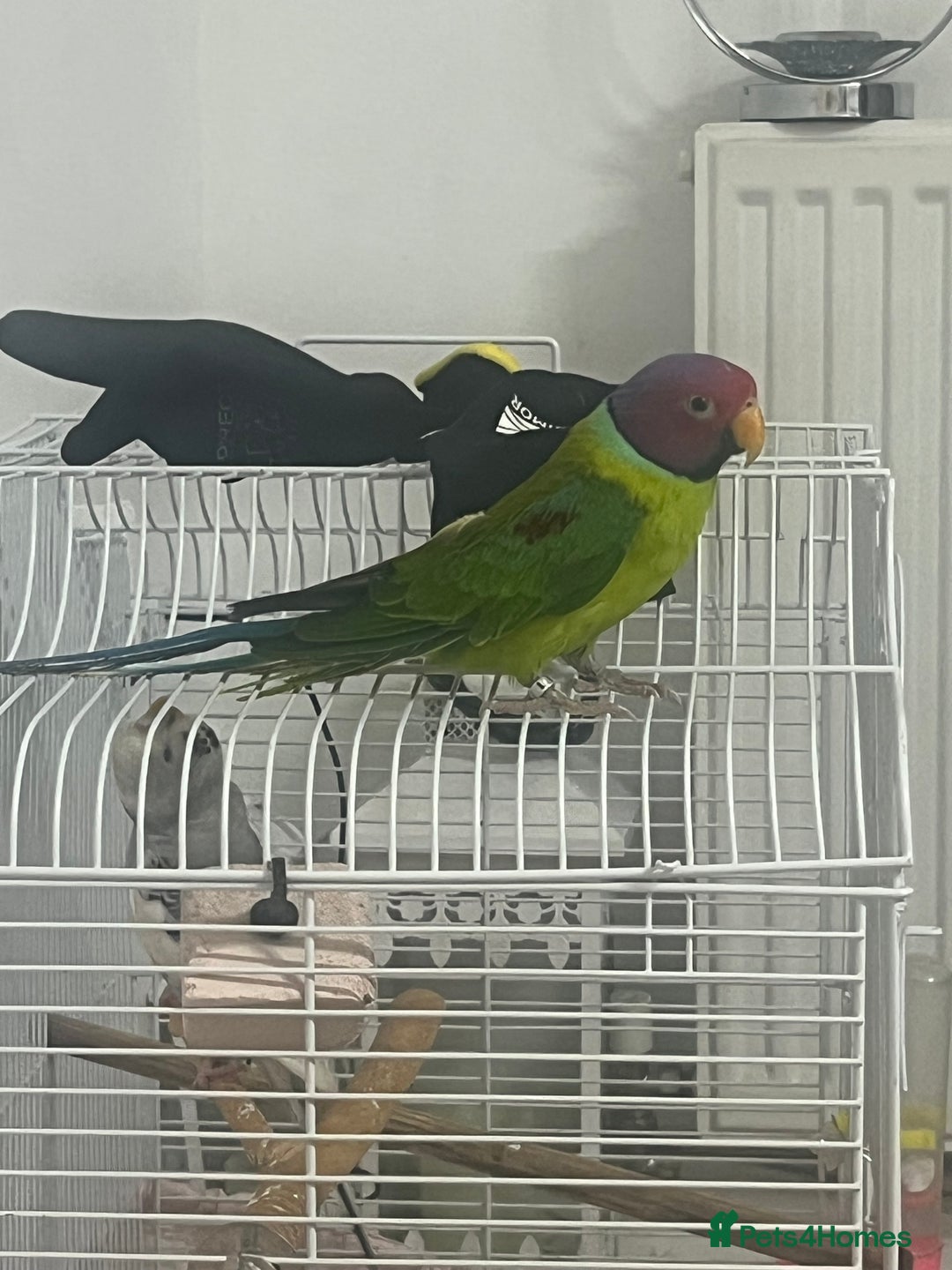 Ringnecks birds for sale: Indian Ring neck  - Advert 2