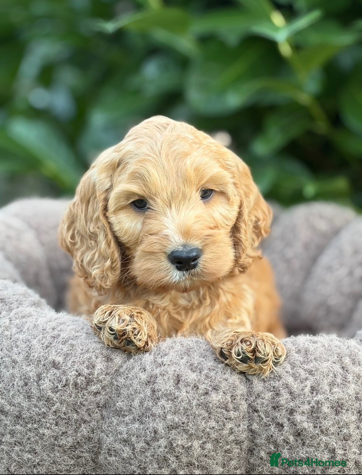 Cockapoo dogs Cockapoo males and females  - Advert 18
