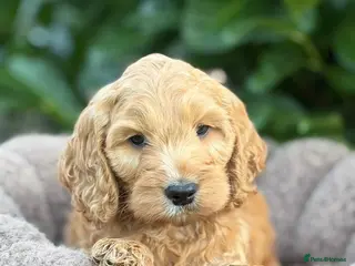 Cockapoo dogs Cockapoo males and females - Advert 18