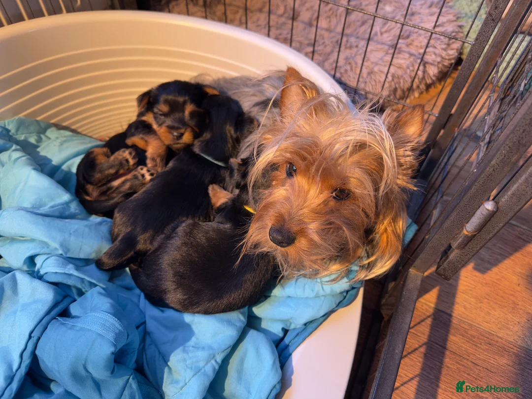 Australian Silky Terrier dogs for sale: Australian Silky Terrier Puppies - Advert 2