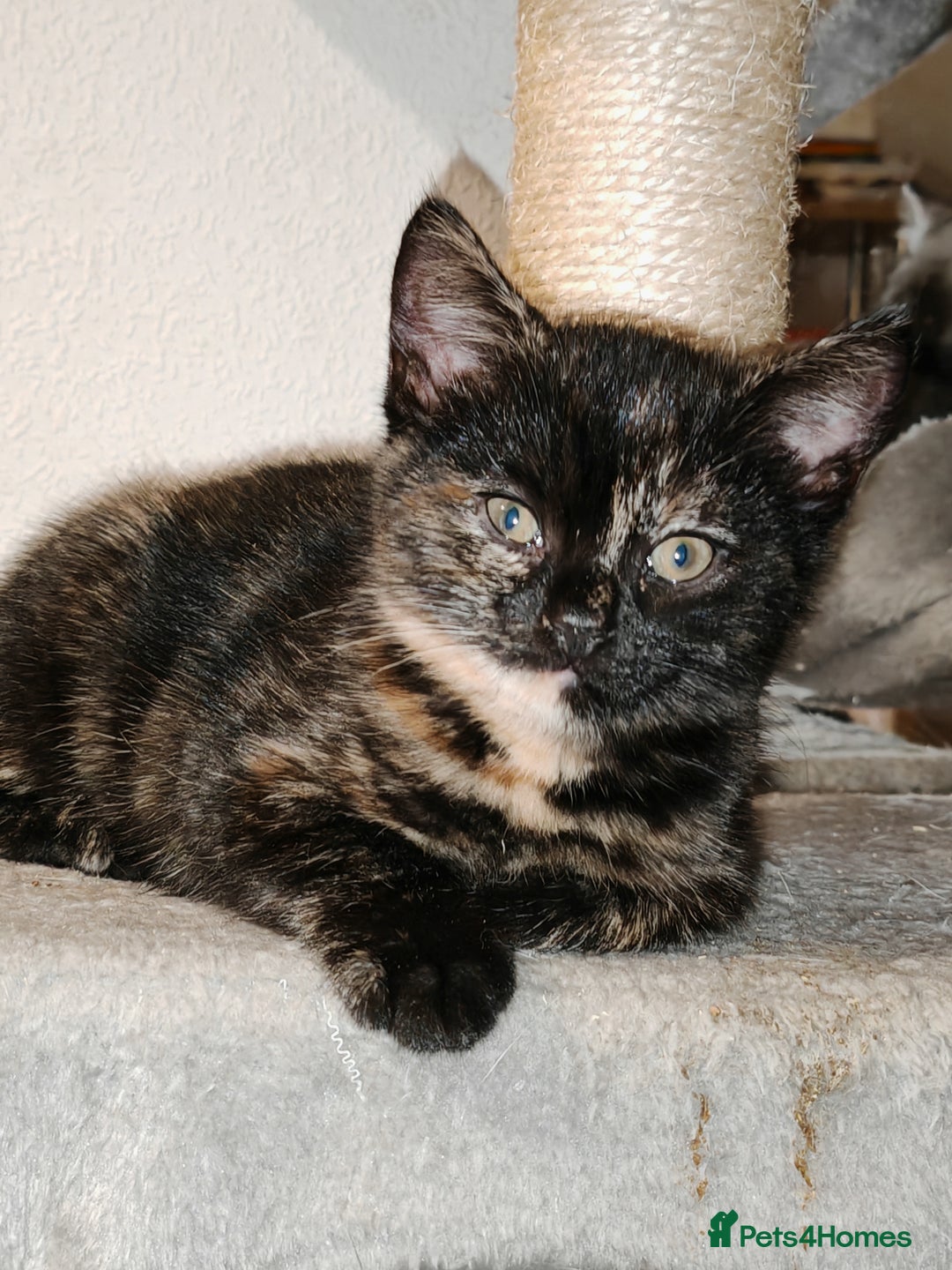 Mixed Breed cats for sale: British Shorthair Mix kittens - Ready Now - Advert 30