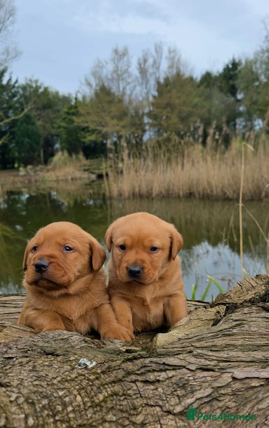 Labrador Retriever dogs for sale: Stunning Fox red labrador puppies READY NOW - Advert 11
