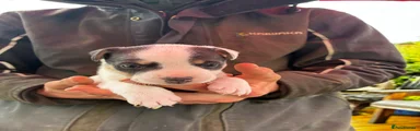 Jack Russell 4