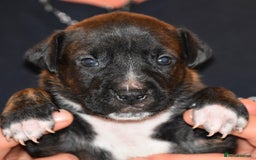 Belgian Shepherd Dog dogs for sale: Exceptional Herders from World-Class Lines - Image 19