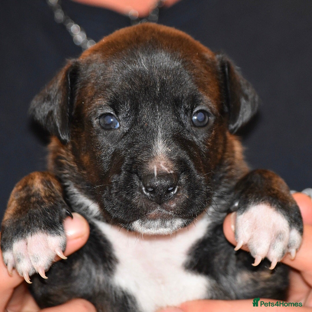 Belgian Shepherd Dog dogs for sale: Exceptional Herders from World-Class Lines - Image 19
