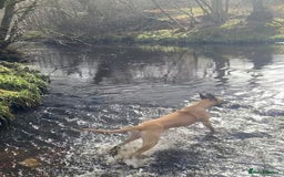 Great Dane dogs for sale: KC Reg Great Dane Female  - Image 25