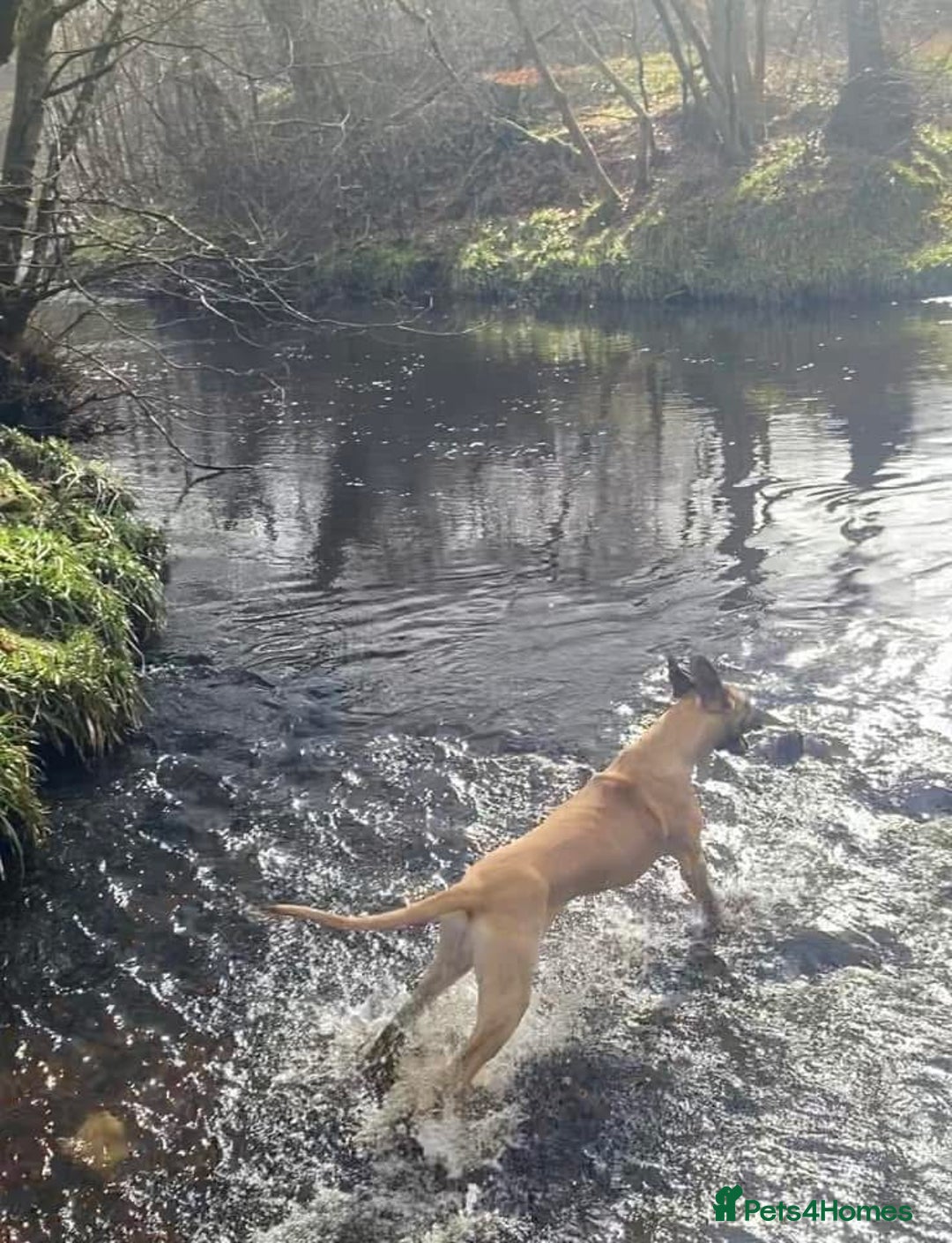 Great Dane dogs for sale: KC Reg Great Dane Female  - Image 25