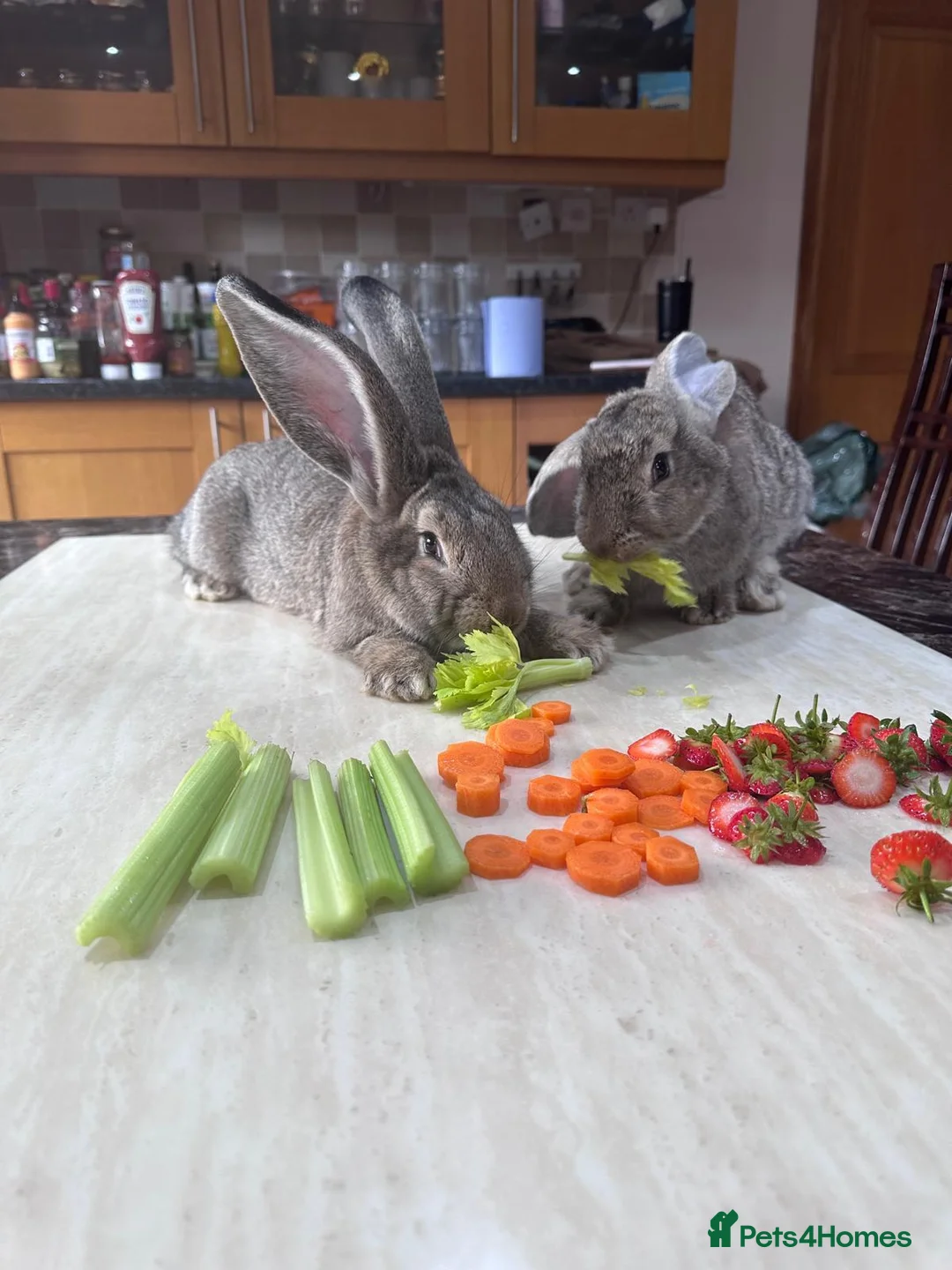 Continental Giant rabbits for sale: Pure bread continental giant Rabbits  - Advert 2