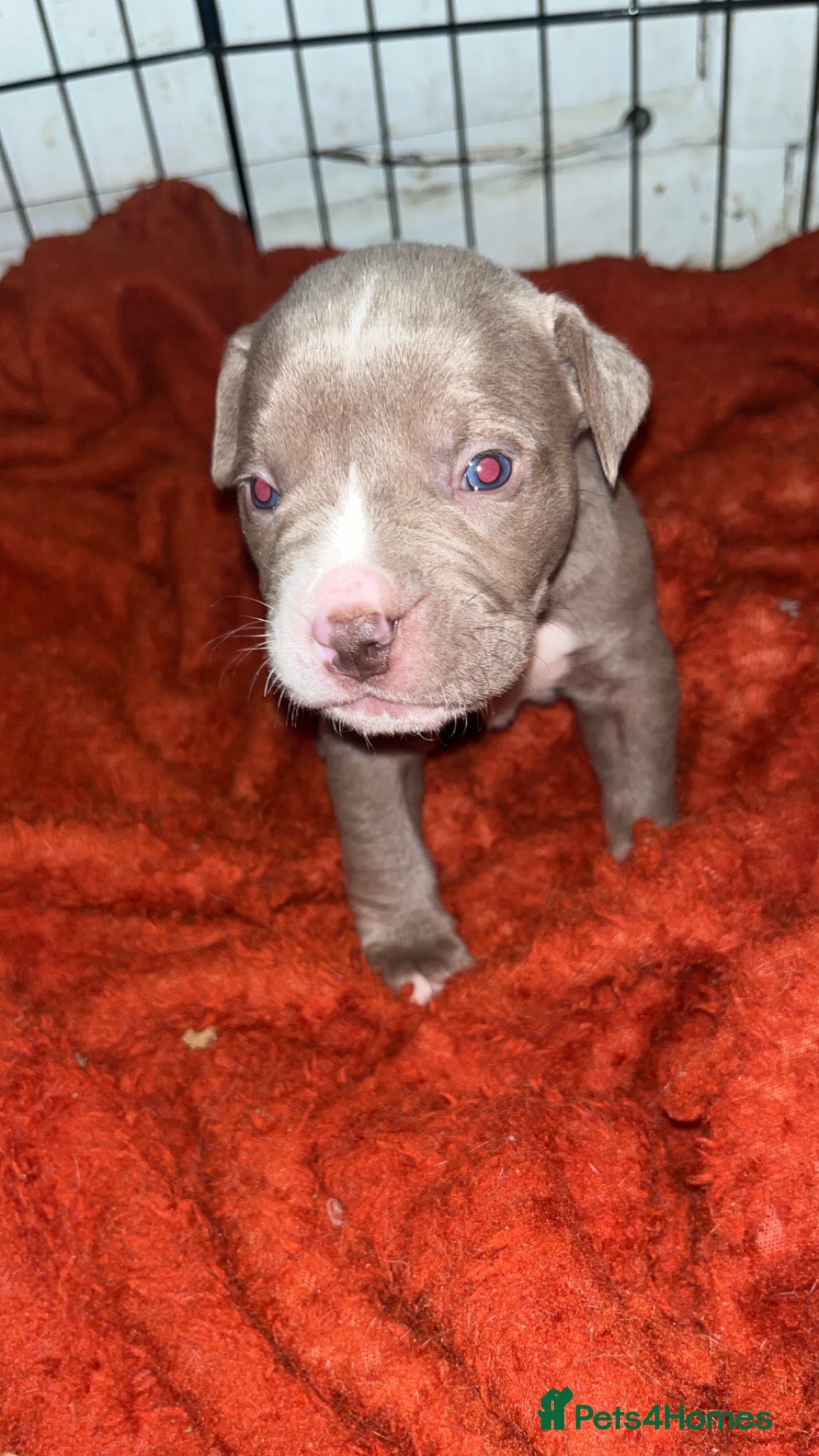 Mixed Breed dogs 9 Puppies - Old Tyme Bulldog x American Bulldog - Advert 1