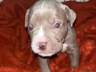 Mixed Breed dogs 9 Puppies - Old Tyme Bulldog x American Bulldog - Advert 1