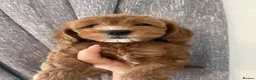 Goldendoodle dogs for sale: Multigenerational Goldendoodle Girls Licensed - Advert 27