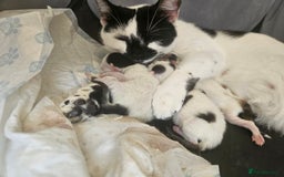 Mixed Breed cats for sale: 8 lovely kittens for sale - Image 21