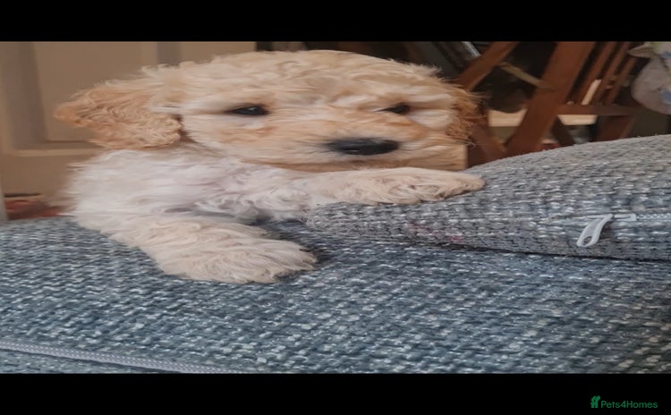 Mixed Breed dogs - Advert 5