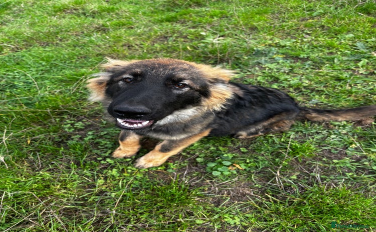 German Shepherd dogs - Advert 1